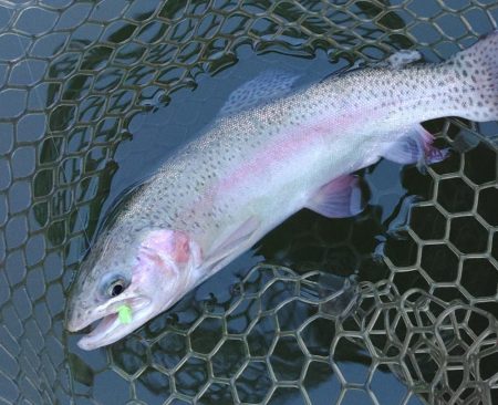 釣れる、釣れるぞ！ 大安トラウトレイク